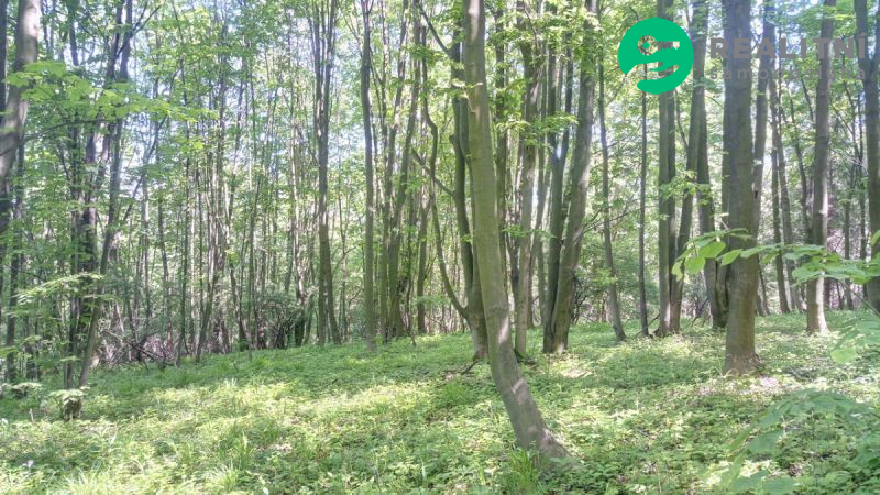 Vzrostlý les 100% vlastnictví Ženklava - obrázek č.7