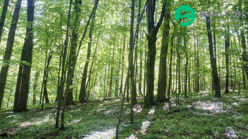 Vzrostlý les 100% vlastnictví Ženklava - obrázek č.10